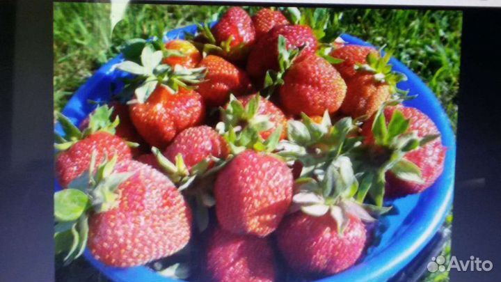 Саженцы многолетников цветов и ягод