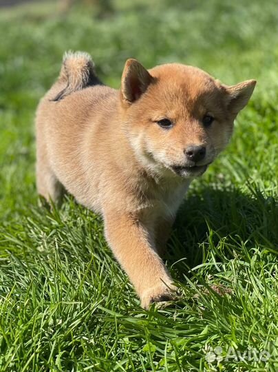 Сиба ину. Большой выбор