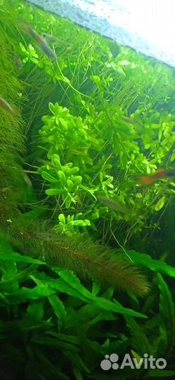 18.11.24 Растения для аквариума