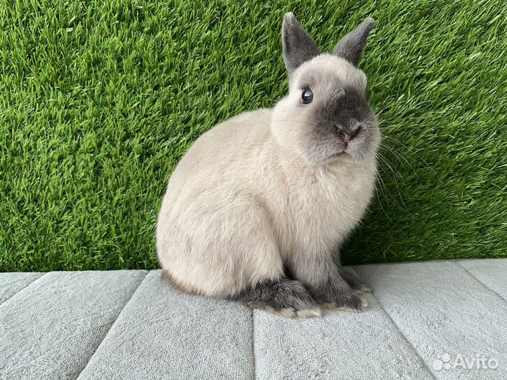 Карликовый кролик