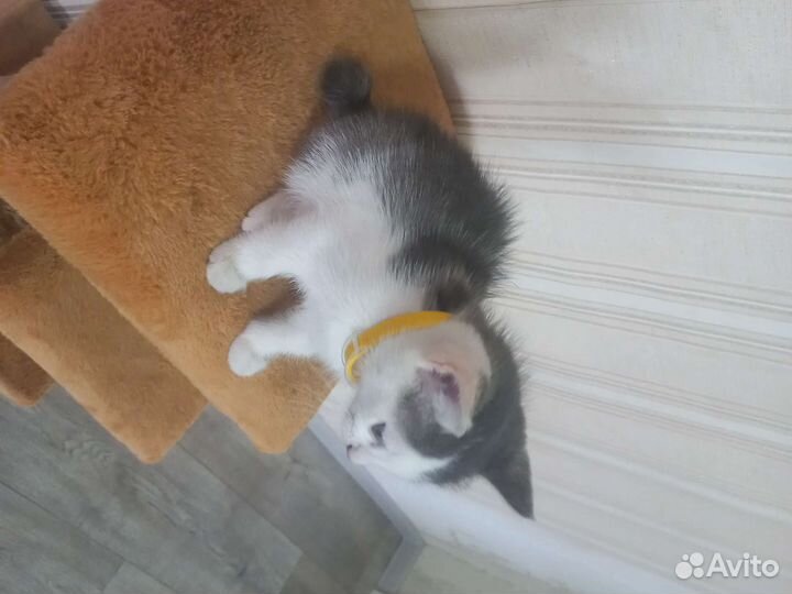 Девочка,бесплатно. Доставим домой