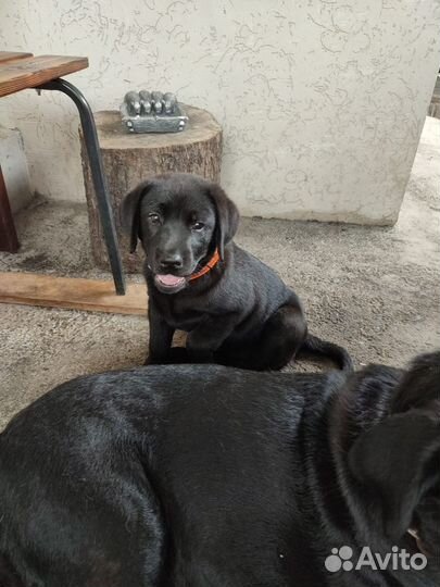 Щенки лабрадора черные