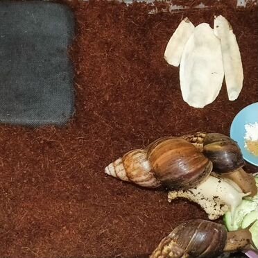 Улитки ахатины