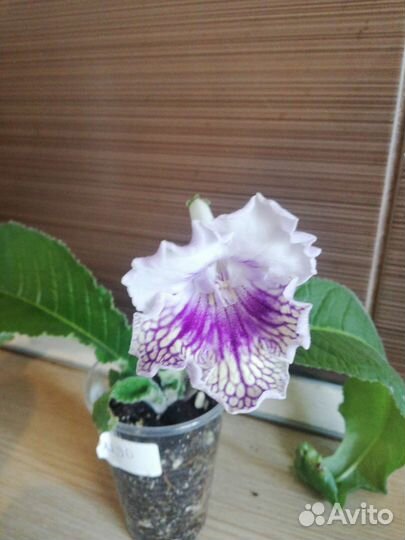 Цветы для дома