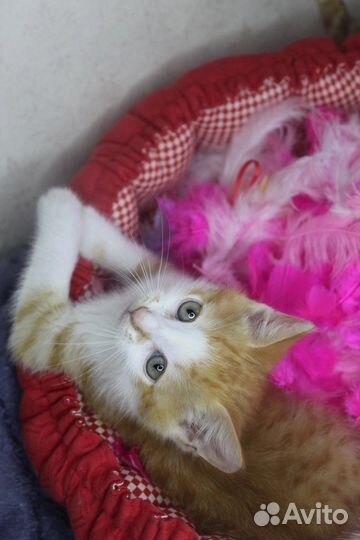 Котенок Антошка в поисках Человека