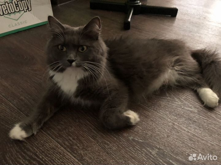 Котята норвежская лесная