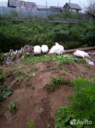 Продам мясо бройлера