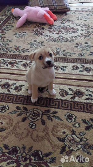 Щенок Джек-расссел терьер и басенджи