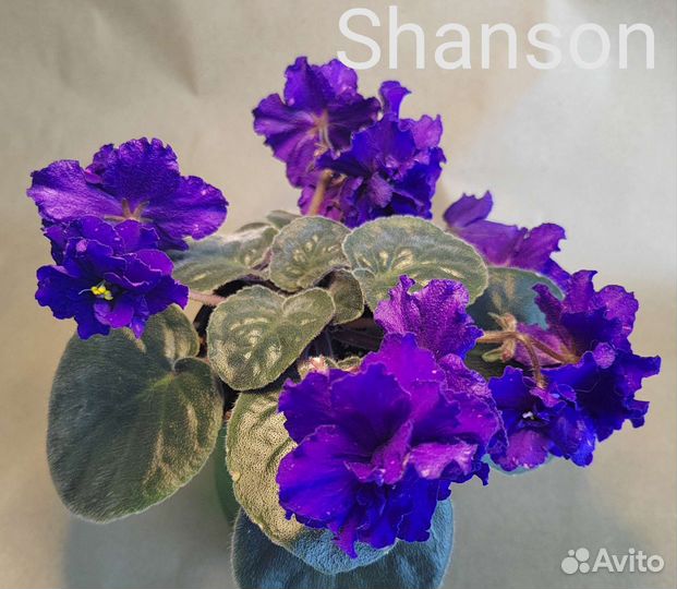 Фиалка цветущая (стандарт 1)