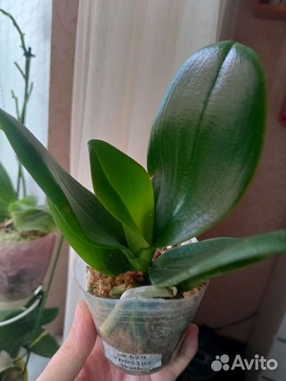 Орхидея Биг лип