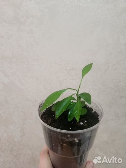 Апельсиновое дерево