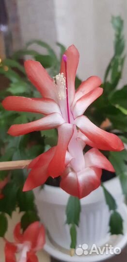 Декабрист шлюмбергера срез