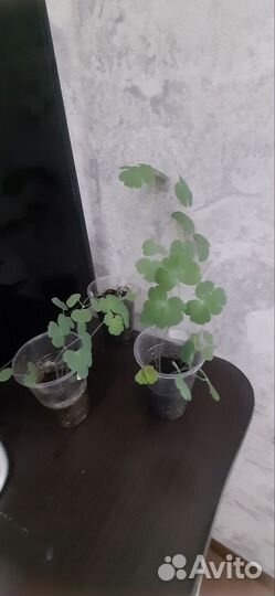 Аквилегия - рассада