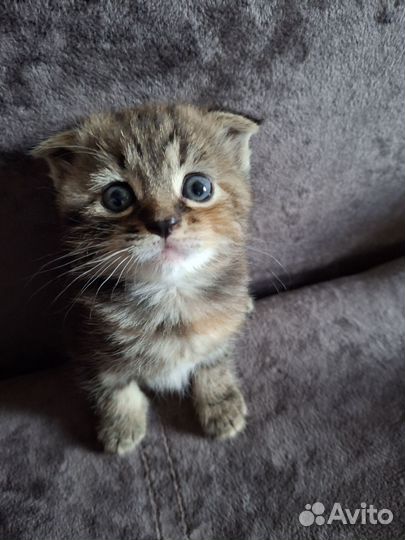 Кошечка скоттиш фолд