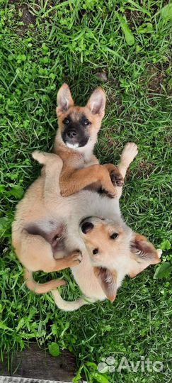 Щеночки мальчики