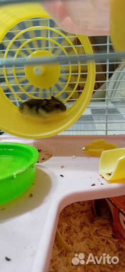 Хомяки джунгарики бесплатно