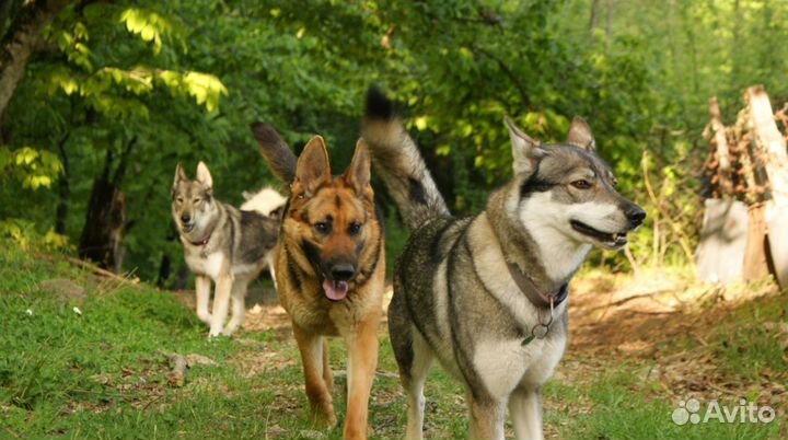 Передержка для собак
