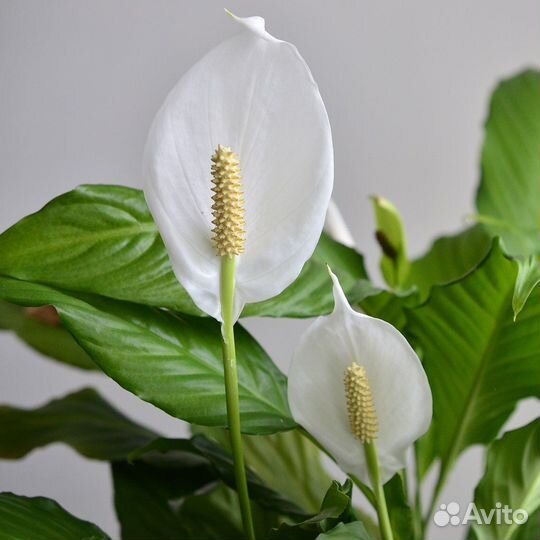 Спатифиллумы разных сортов