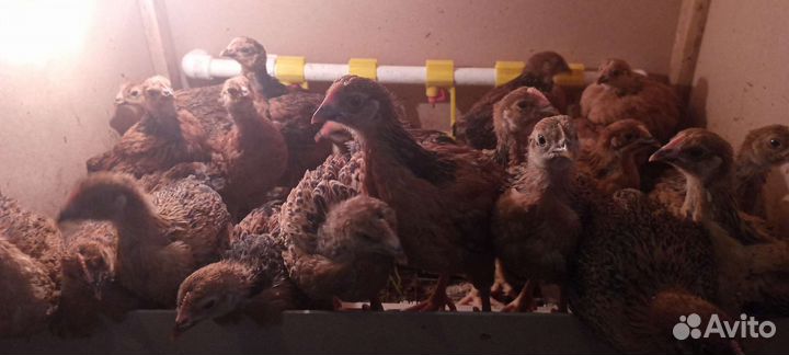 Кучинская юбилейная инкубационное яйцо