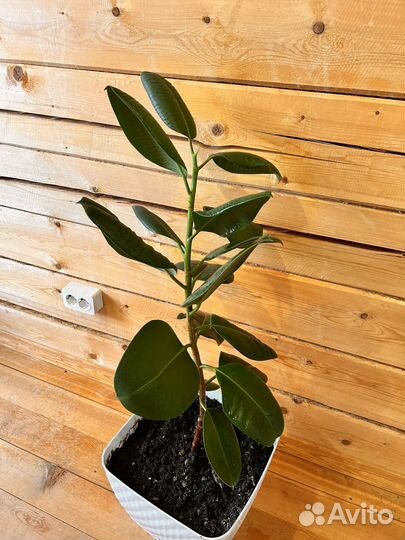 Фикус каучуконосный