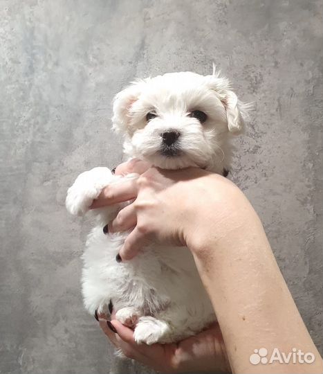 Крошка на ладошку Мальтезе