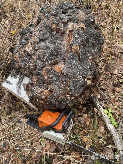 Кап сувель берёзовый