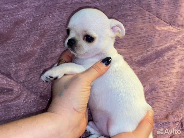 Мальчик чихуахуа