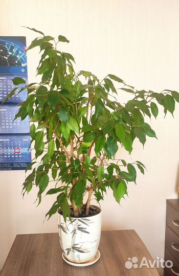 Фикус бенджамина