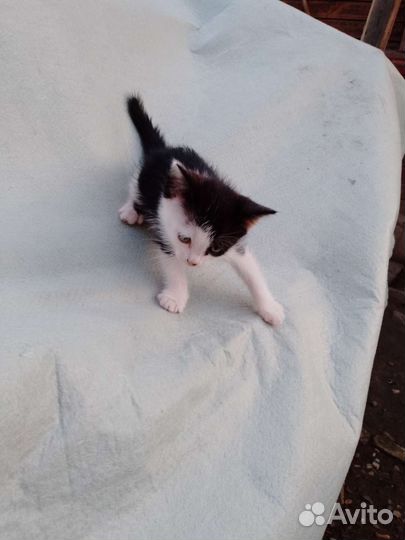 Котята