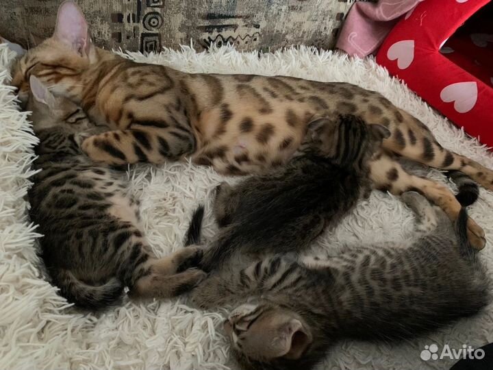 Котята от бенгальской кошки
