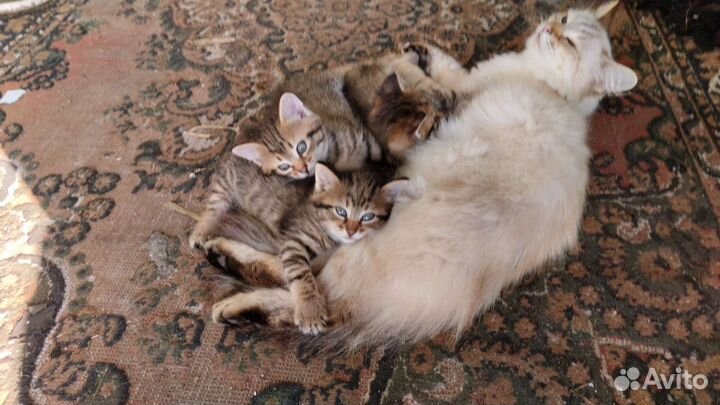 Котята в добрые руки бесплатно