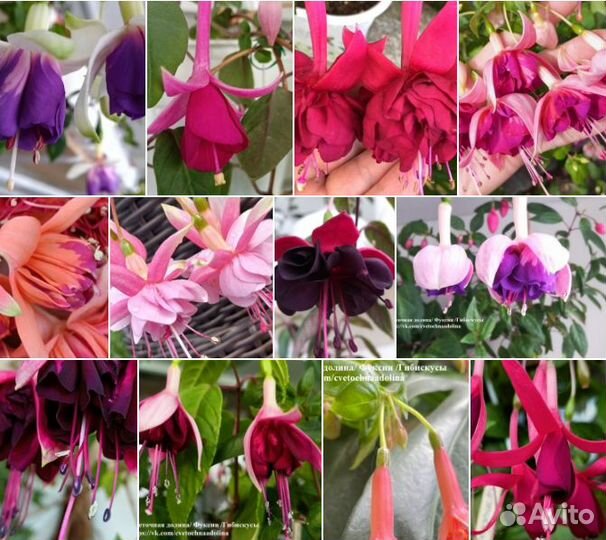 Фуксии сортовые