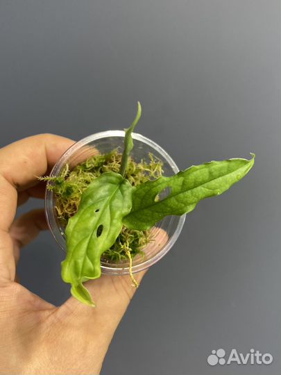 Монстера обликва перу