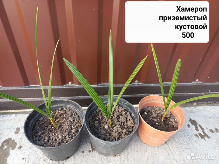 Пальма Трахикарпус/Хамеропс кустовой/Вашингтония