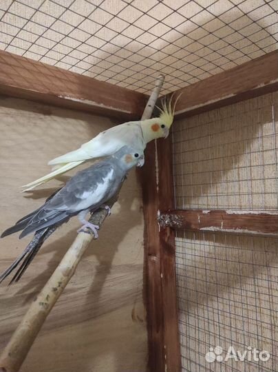 Попугай карелла