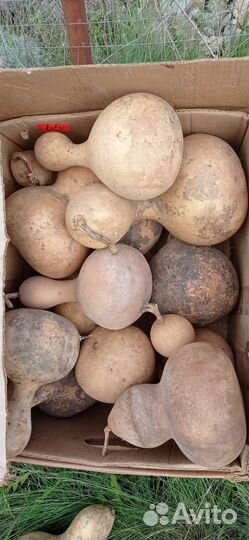 Тыква лагенария