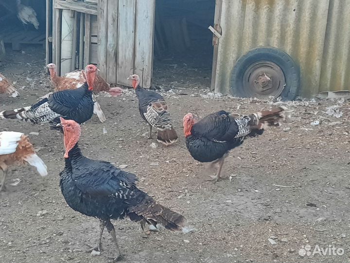 Индюки самцы