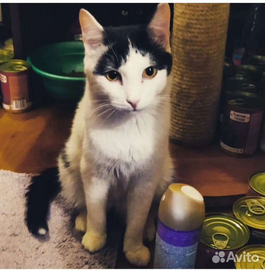 Котик Бублик
