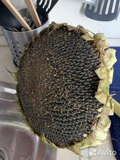 Подсолнух для попугая свежий бесплатно