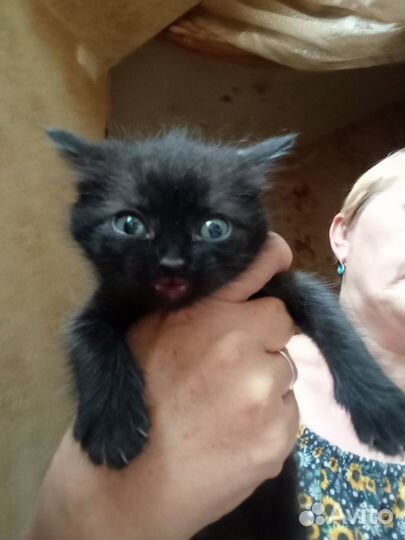 Отдам в хорошие руки котят