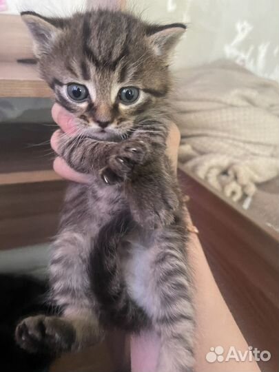 Котята бесплатно