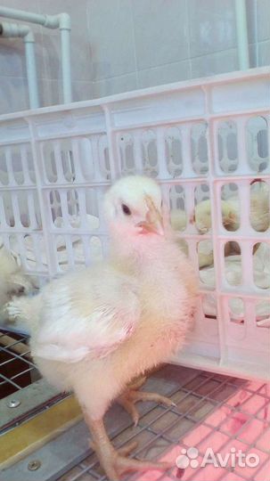 Бройлер Индейка Гусята Утята