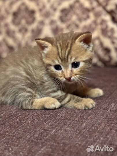 Отдам в добрые руки котят(девочки)