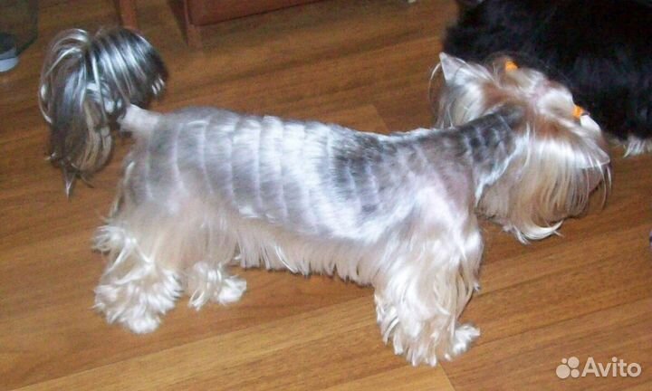 Стрижка собак и кошек