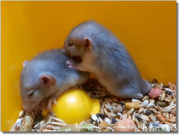 Крысы. Канадские (голубые) крысята Дамбо