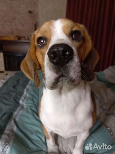 Бигль вязка