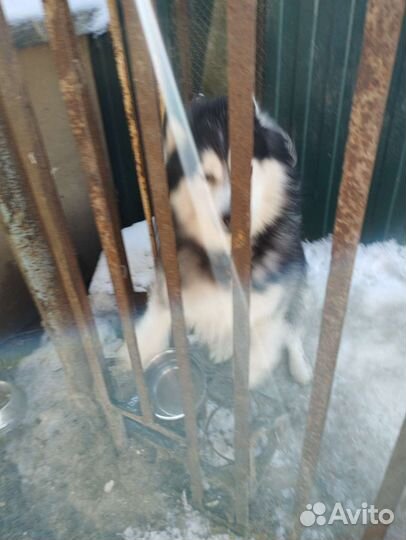 Аляскинский маламут в добрые руки
