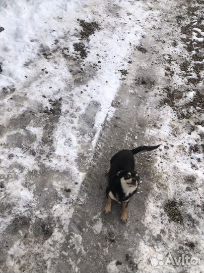 Собака чихуа хуа