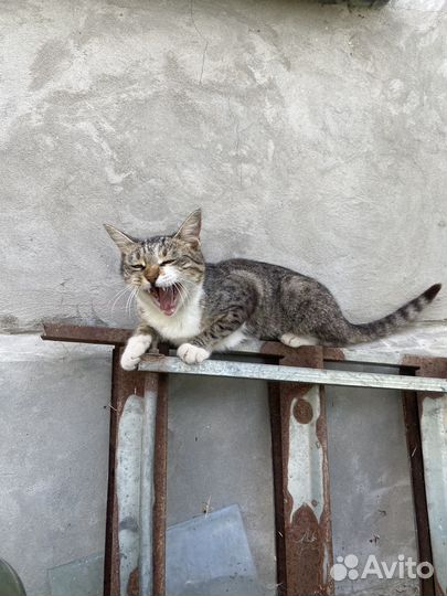 Кошечка в добрые руки