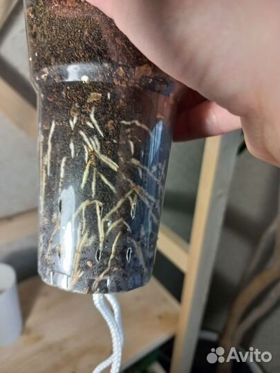 Драцена маргината